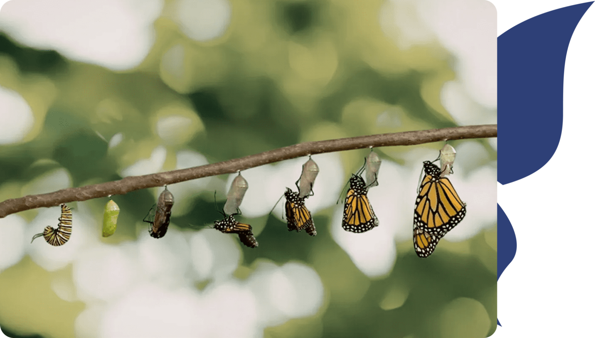 Monarch butterflies emerging from chrysalis on a branch.